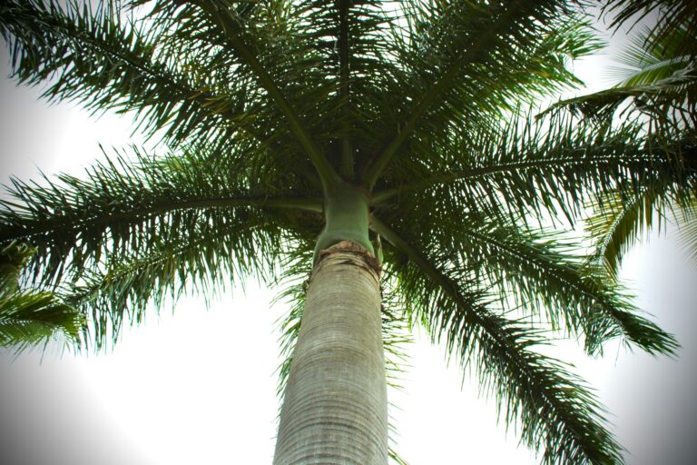 Palm Sunday and Passion Week- A Journey to the Cross and the Empty Tomb featured image